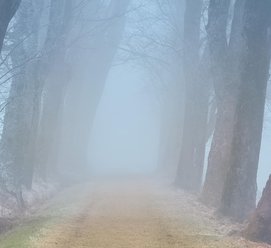 political world